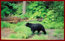 Black Bear in Girdwood Alaska